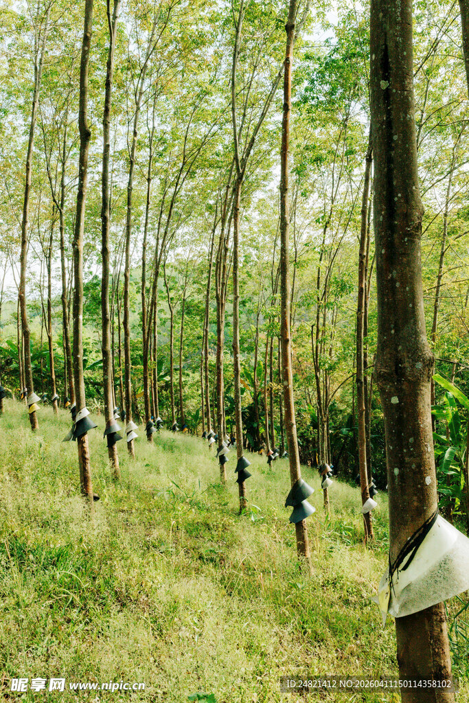 橡胶林工人林间作业场景