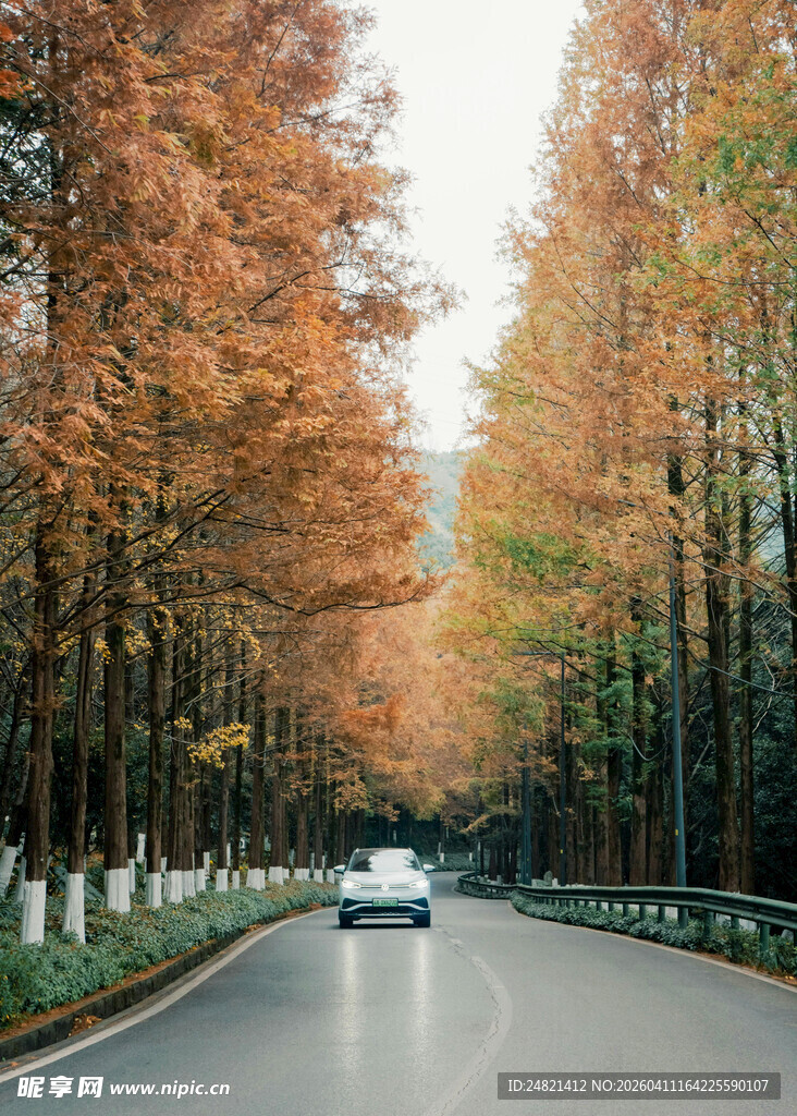 秋日林间公路上的行驶车辆