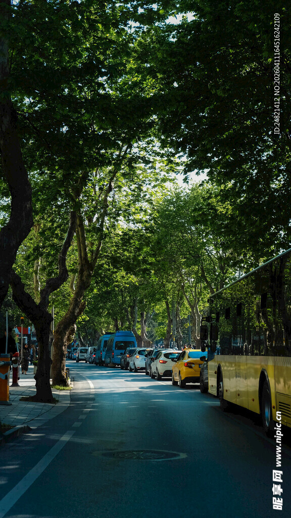 林荫下的城市街道景象
