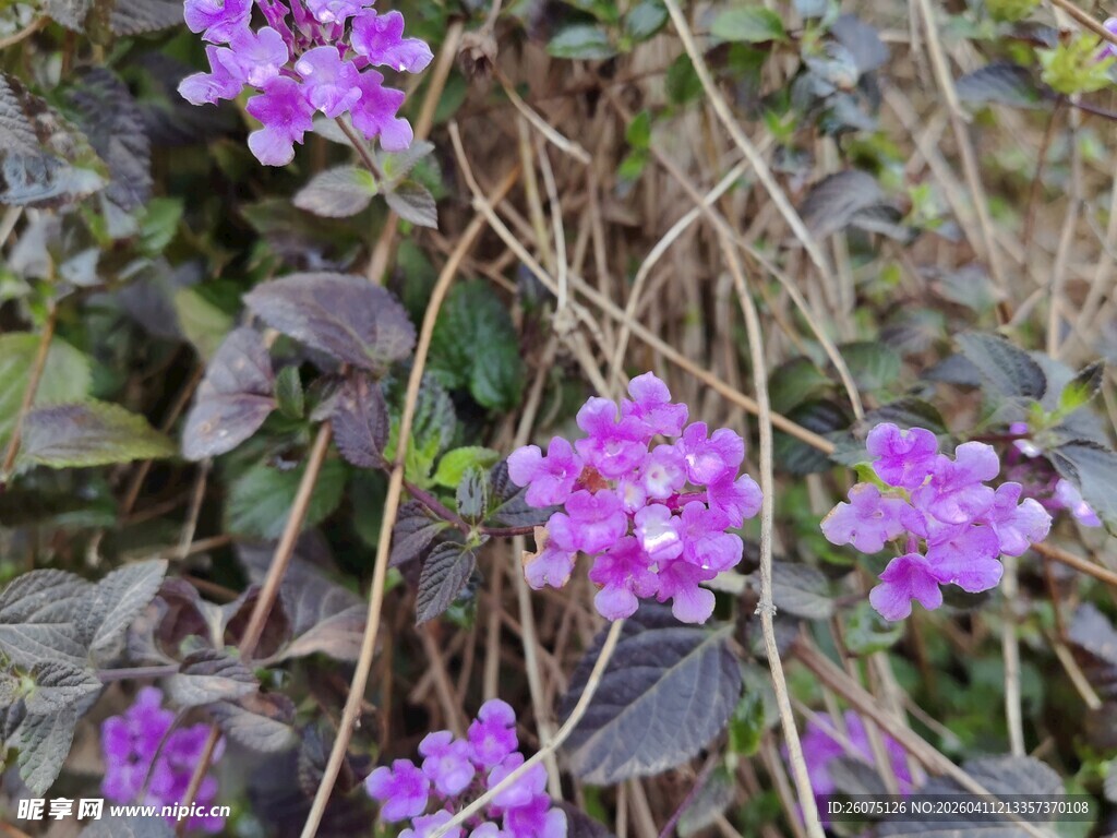 紫色小花绽放于绿叶间