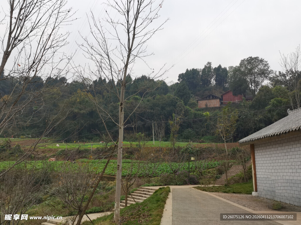 乡村小道旁的静谧田园风光