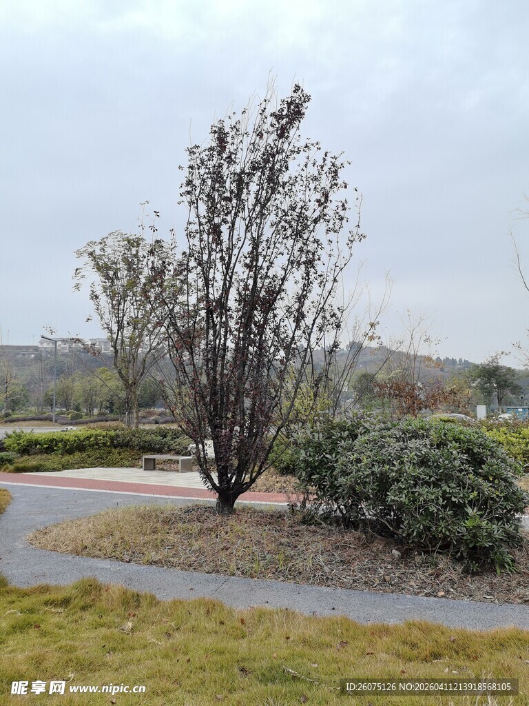 公园小路旁的树木与灌木