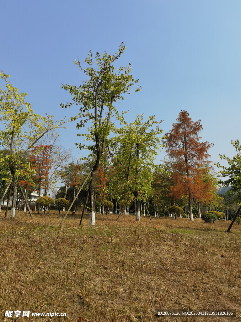 秋日多彩树林开阔草地