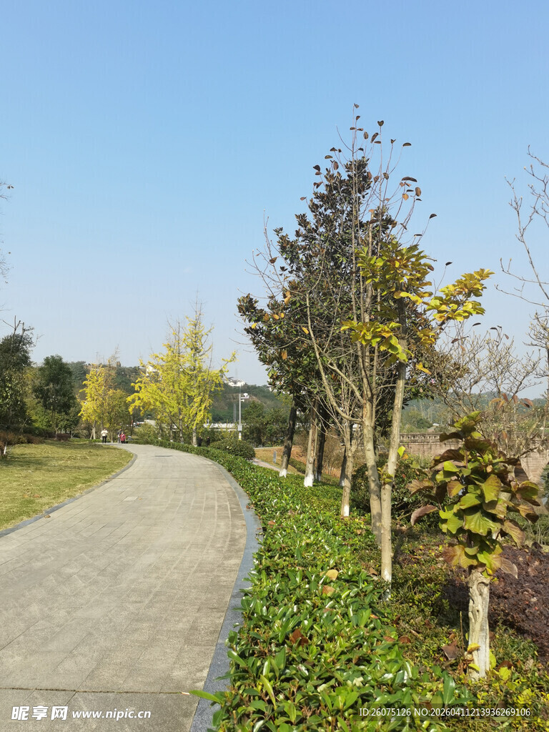 乡村小路旁的绿植景观
