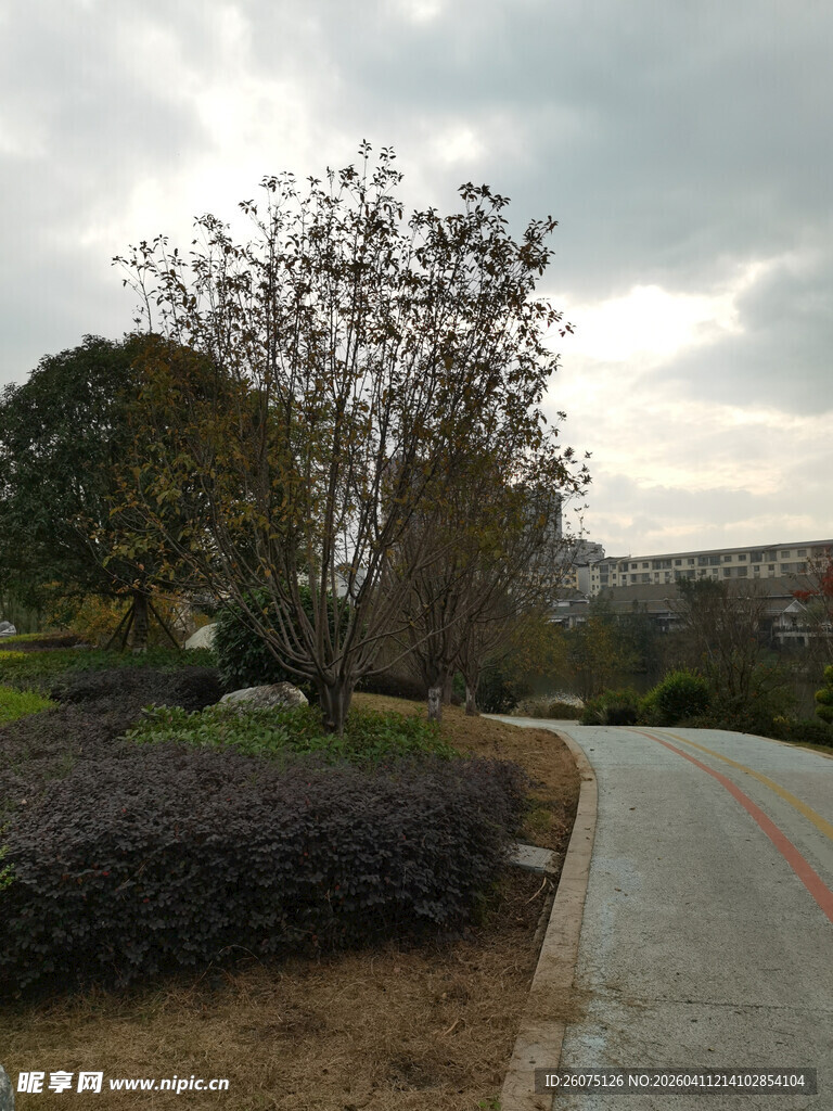 城郊小路旁的树木与景观