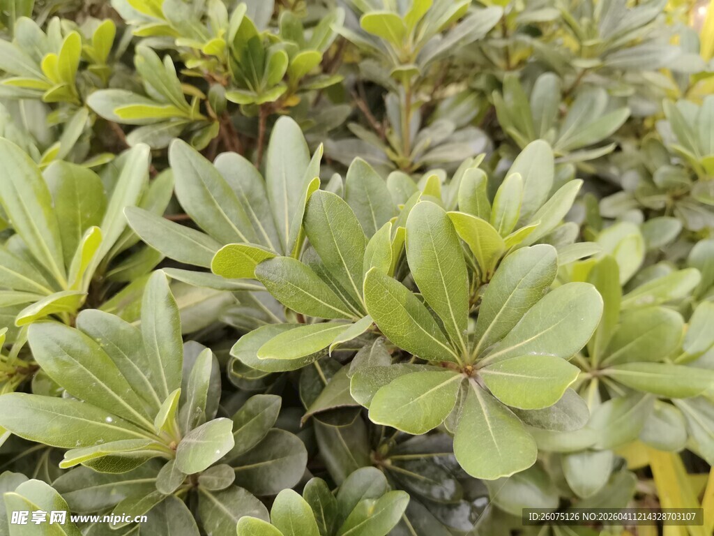 翠绿繁茂的植物叶片