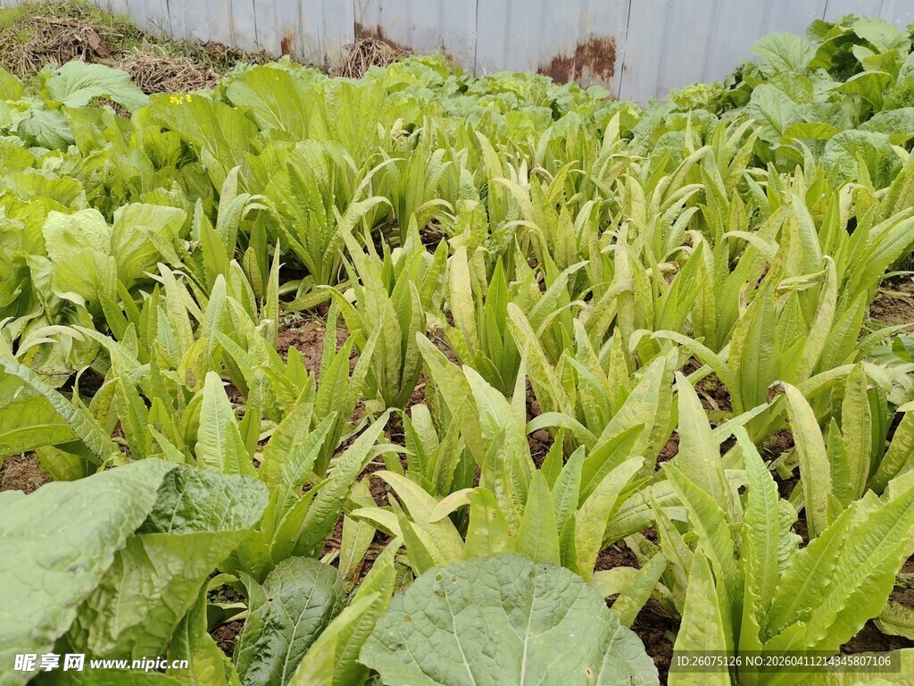 鲜嫩生菜种植地