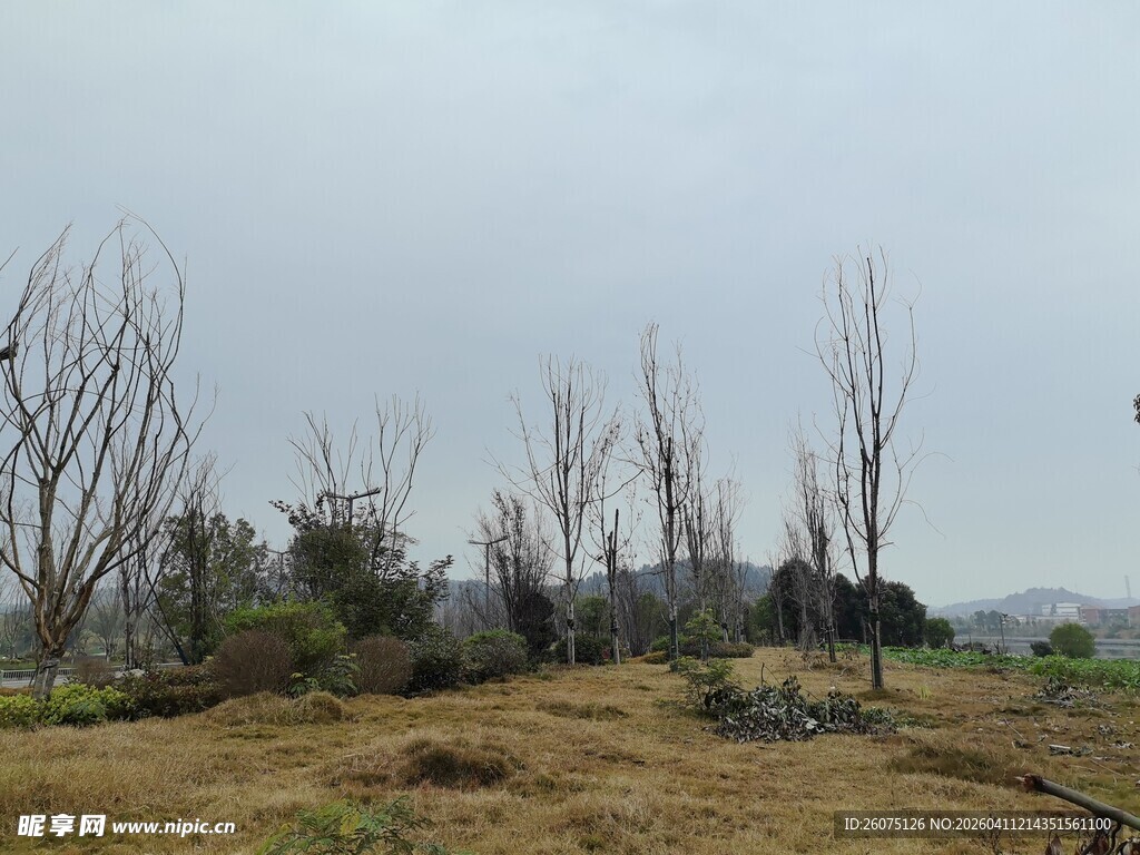 荒草地与枯树景观