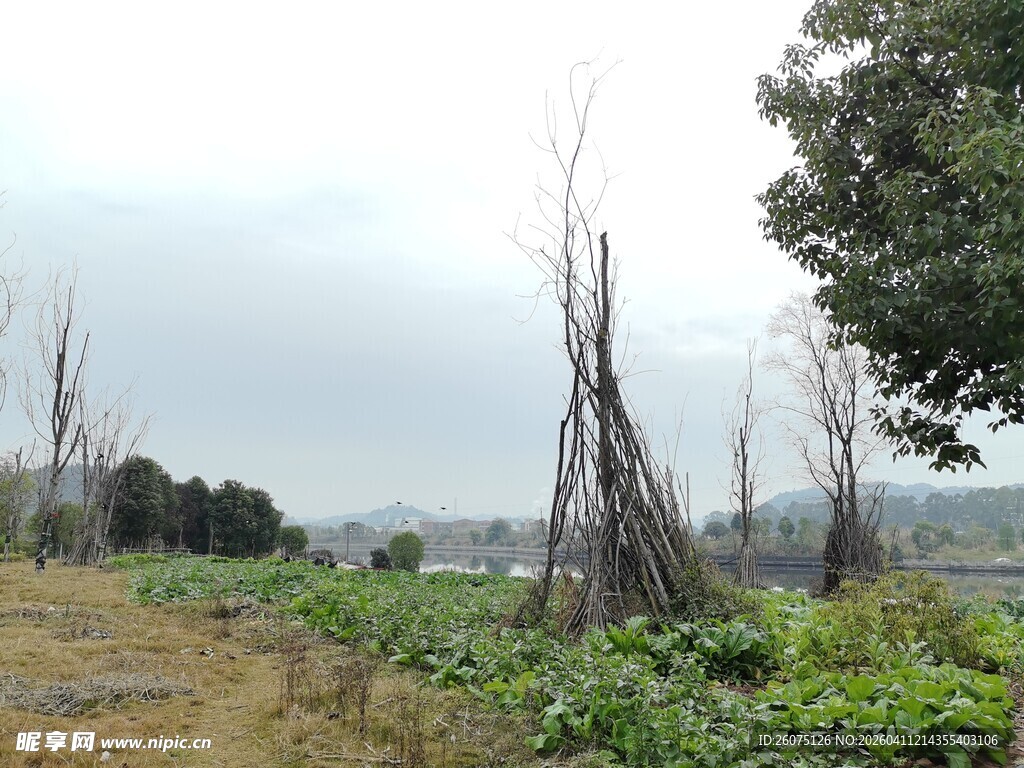 田野中的植物与树木景观