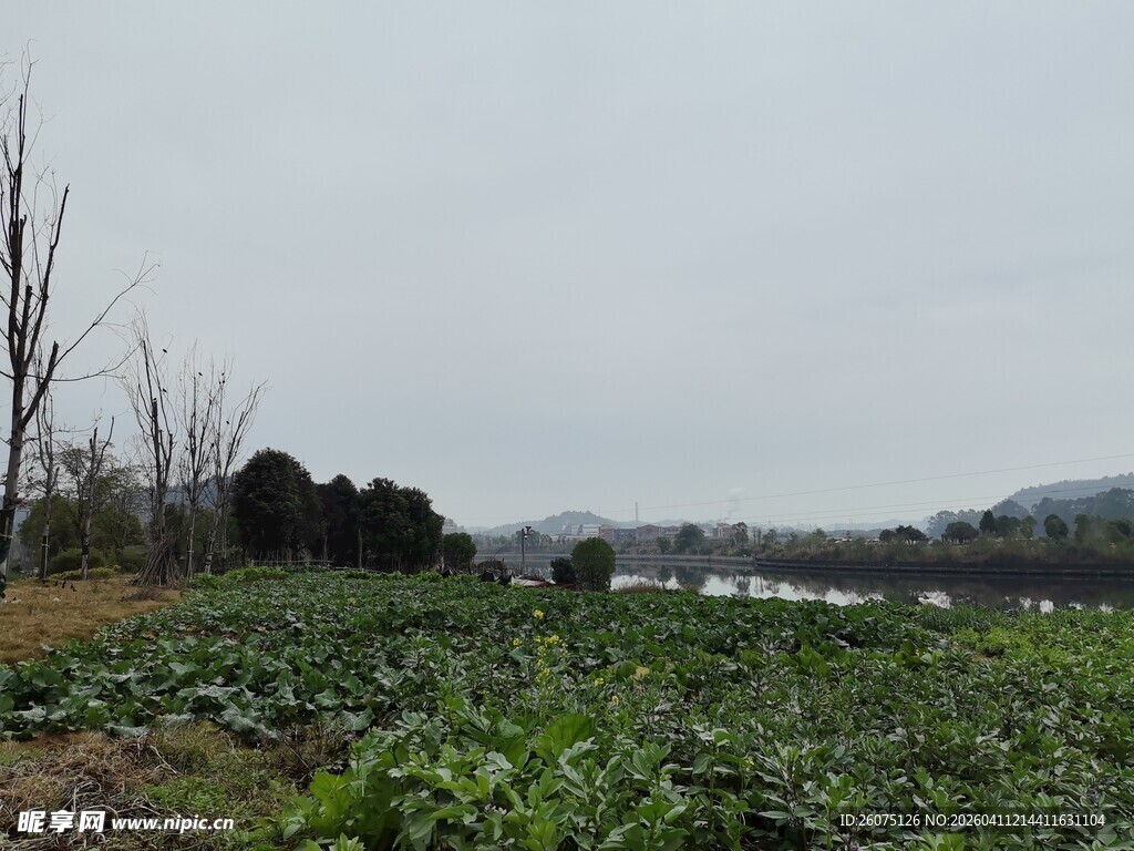 田野中的绿植景观