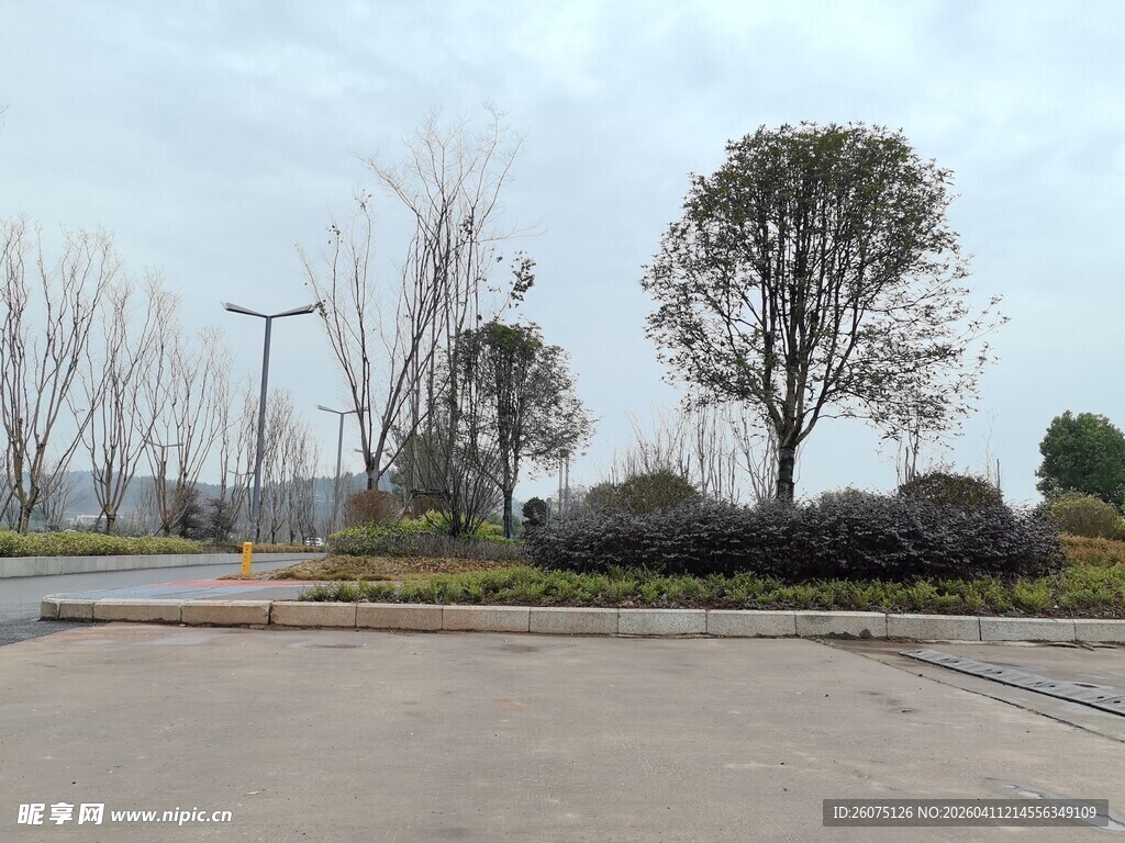 户外空旷道路旁的树木景观