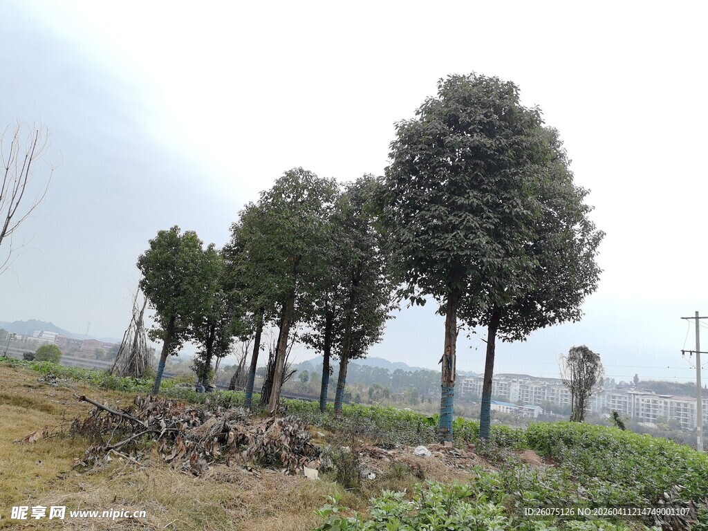 田野中的树木景观