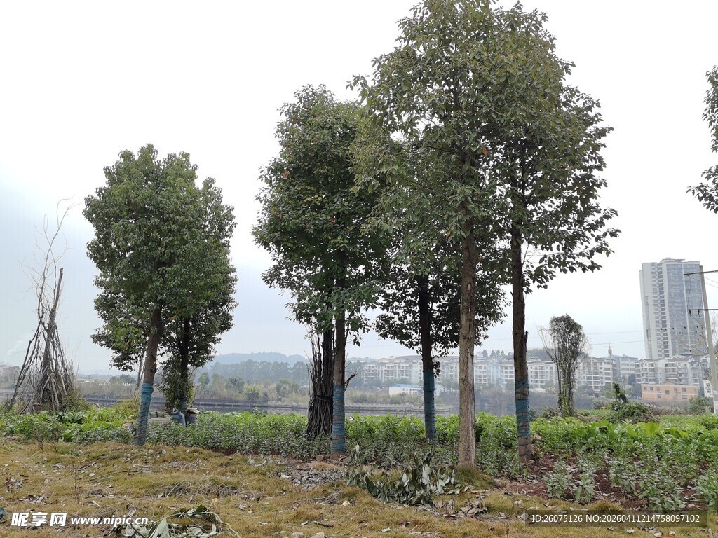 城市边的绿树与开阔草地