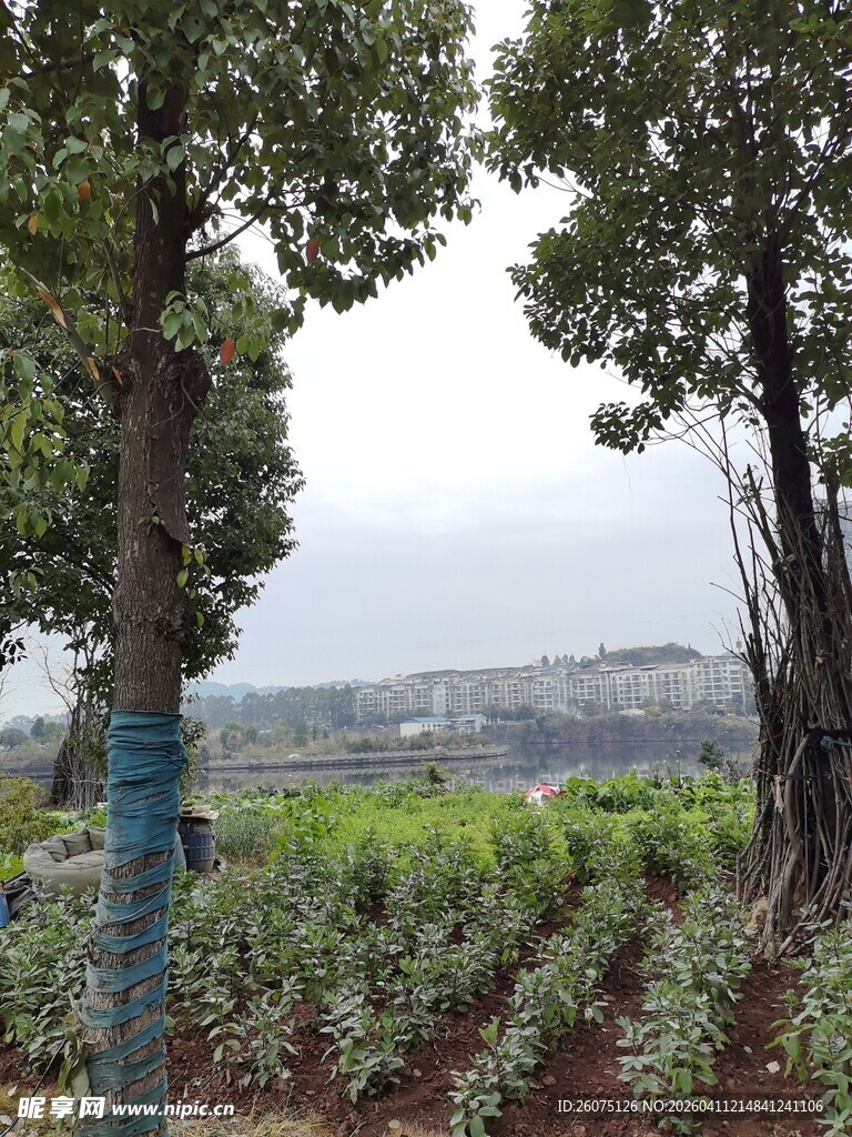 田园绿意盎然的植物景观