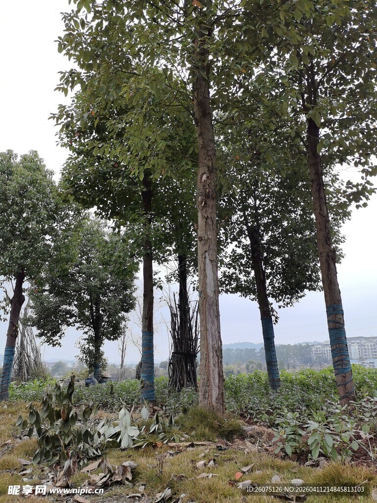 林间树木与地面景致