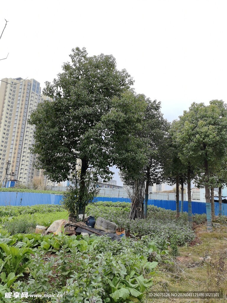 城市边的绿植与树木景观