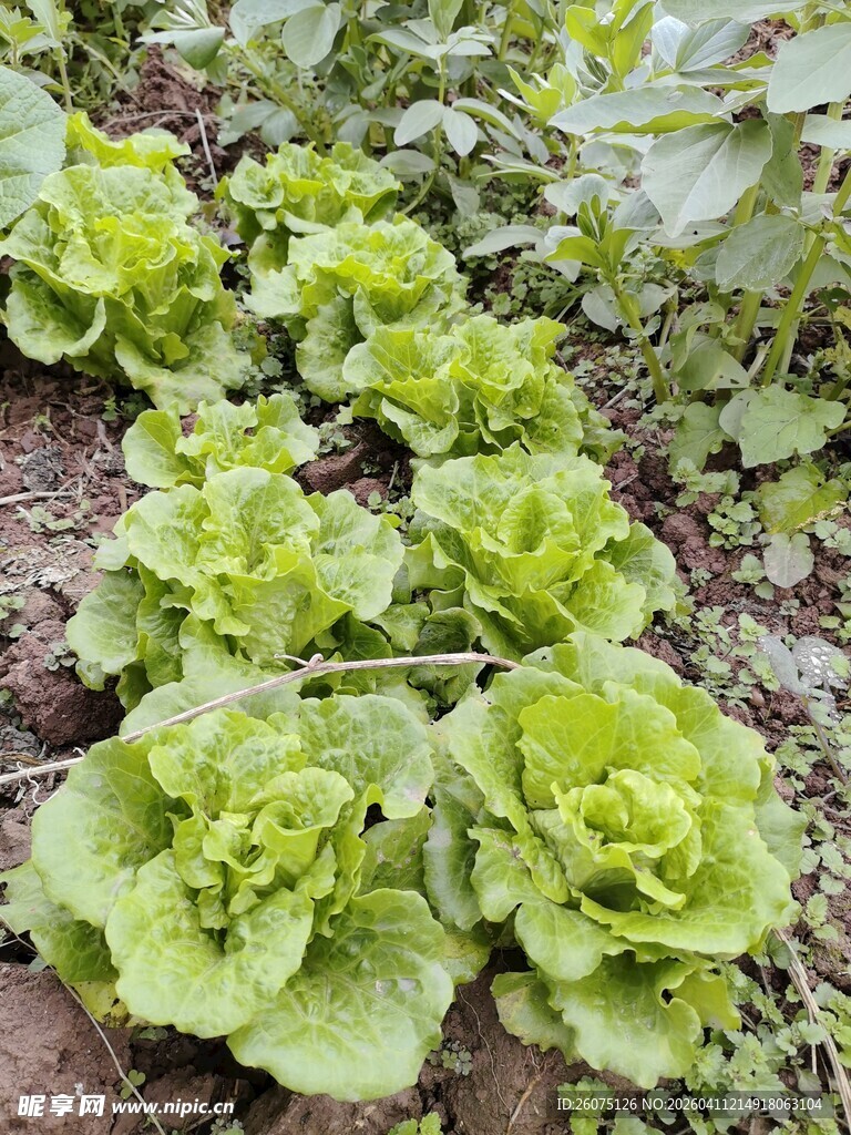 田间嫩绿生菜茁壮成长