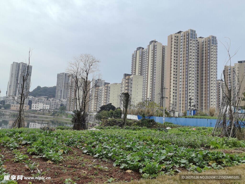 城市中菜园与高楼相映