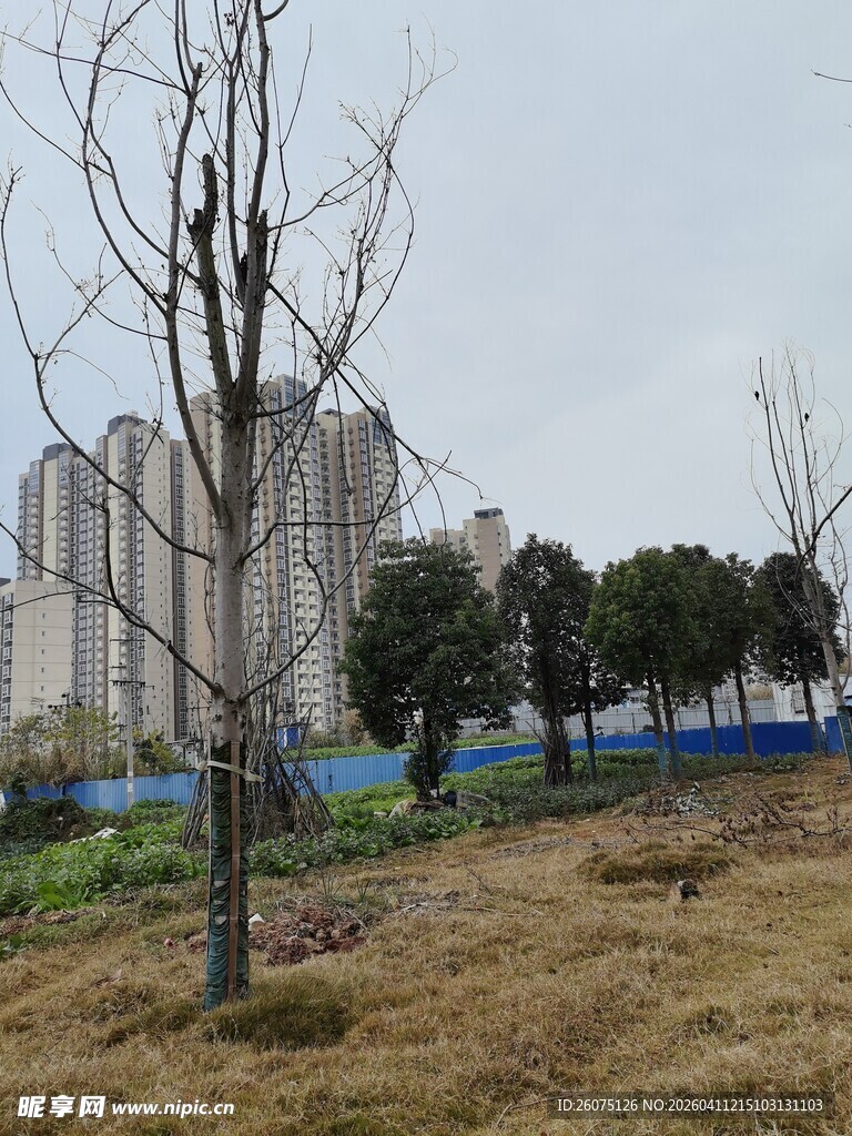 城郊荒地与远处高楼景观