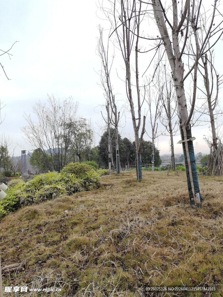 冬日野外枯树与稀疏草地