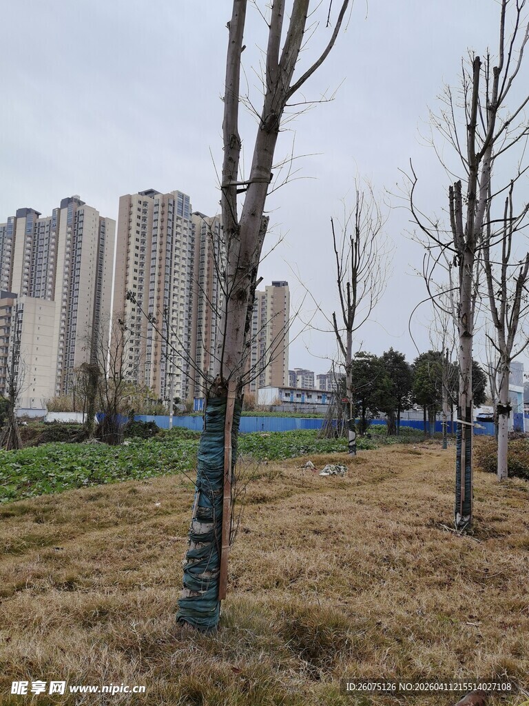 城郊冬日景象树木与高楼