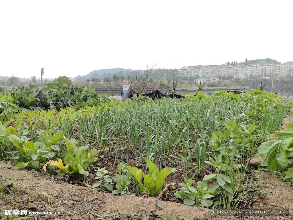 田园蔬菜种植景象