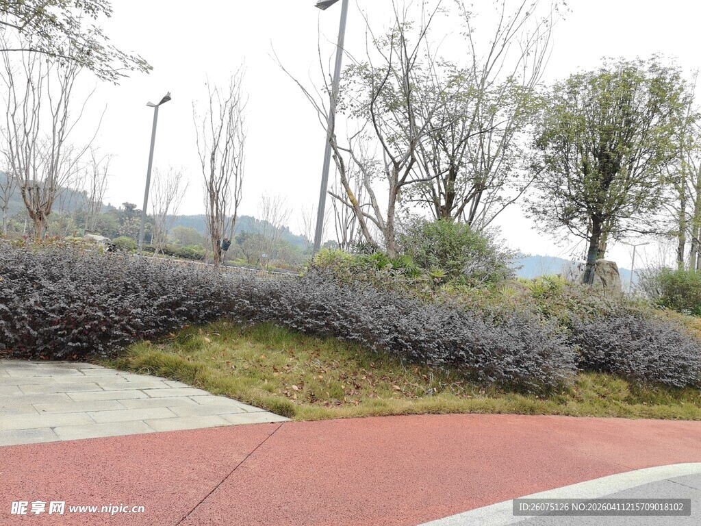 城市路边绿化带景观