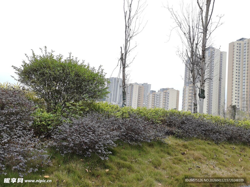 城市草地与远处高楼景观