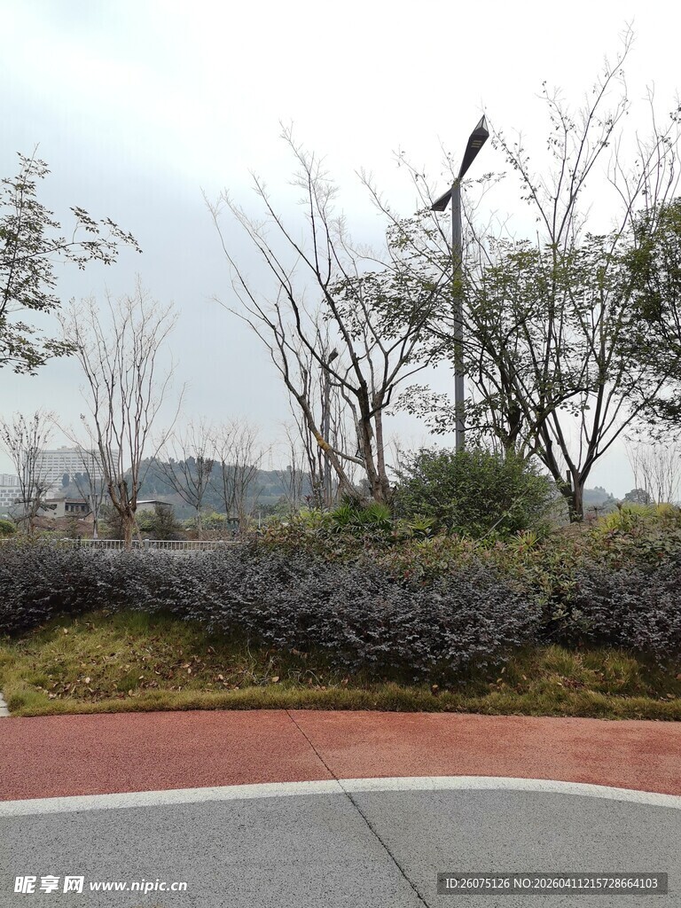 城市路边绿植与步道景观