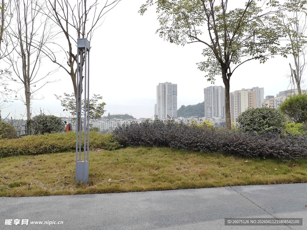 城市街边的树木与绿地景观