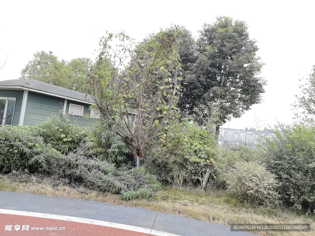 路边绿植环绕的小屋