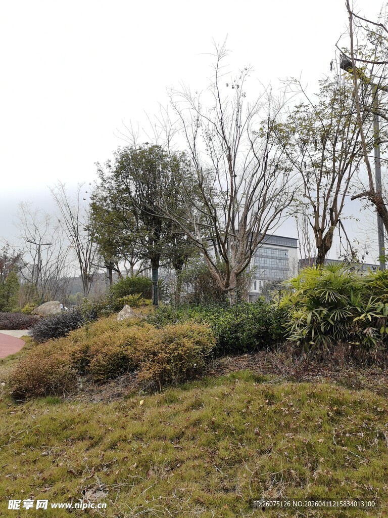 户外草地树木景观