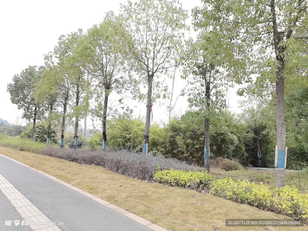 道路旁绿意盎然的树木景观