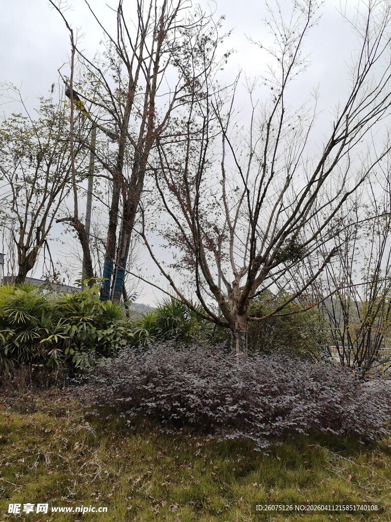 郊外萧瑟树木与杂草景观