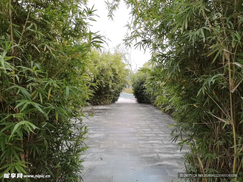 竹林间的清幽小路