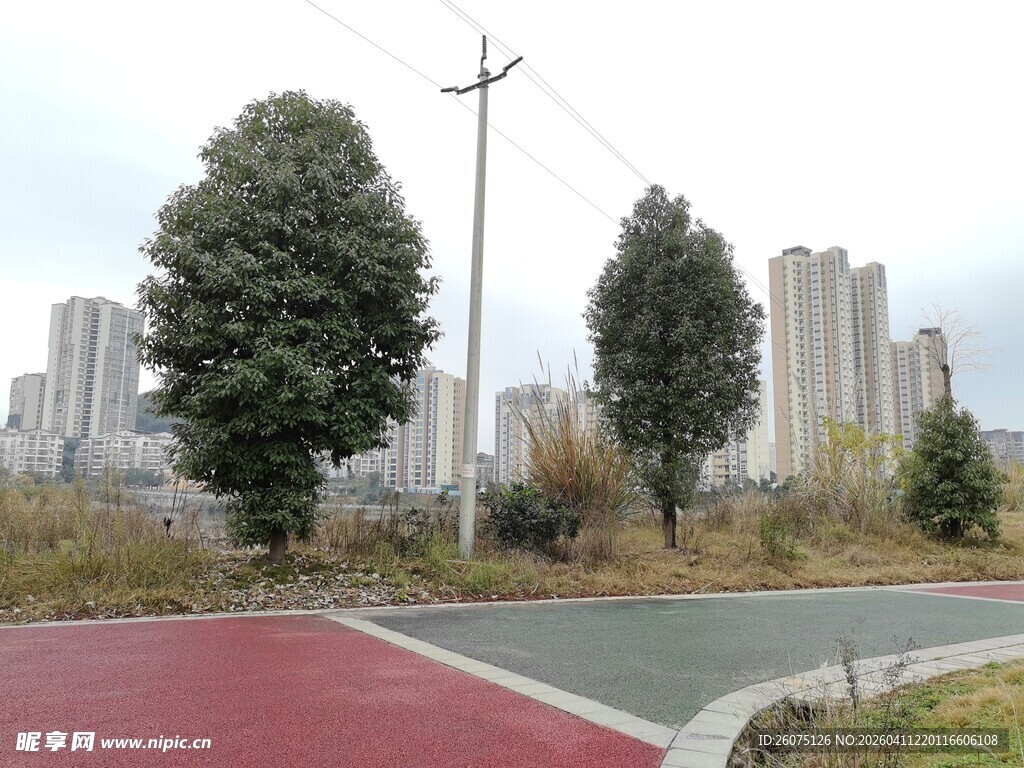 城市道路旁的绿树与建筑