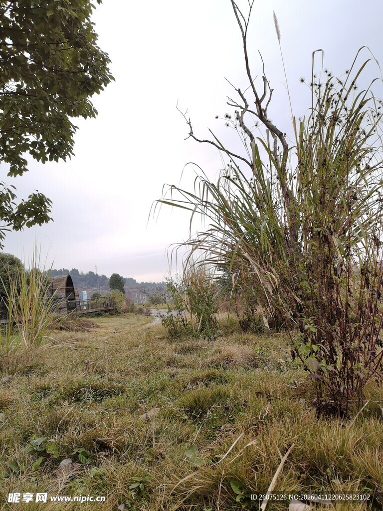 野外草地与稀疏树木景观