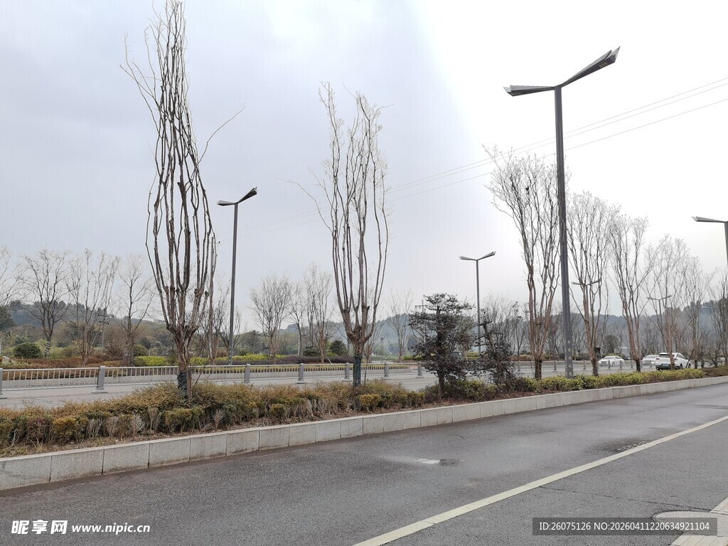 空旷道路旁的萧瑟树木