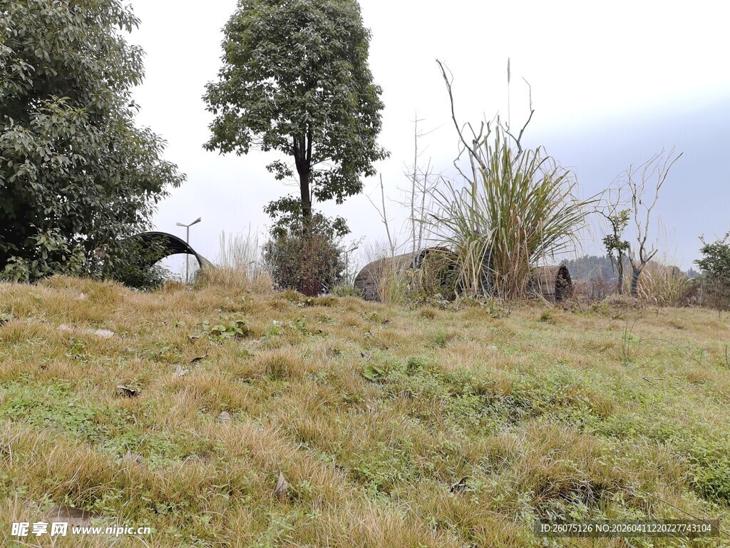 野外草地与树木景观