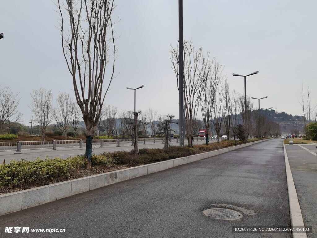 空旷道路旁的光秃树木