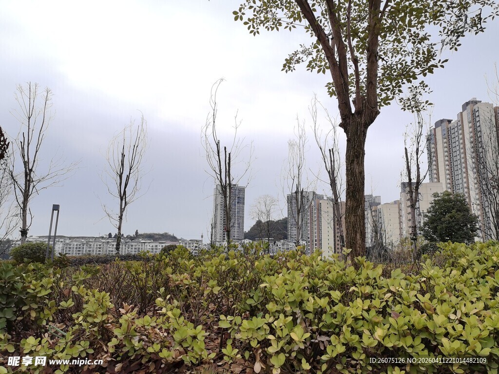 城市绿植景观与高楼林立