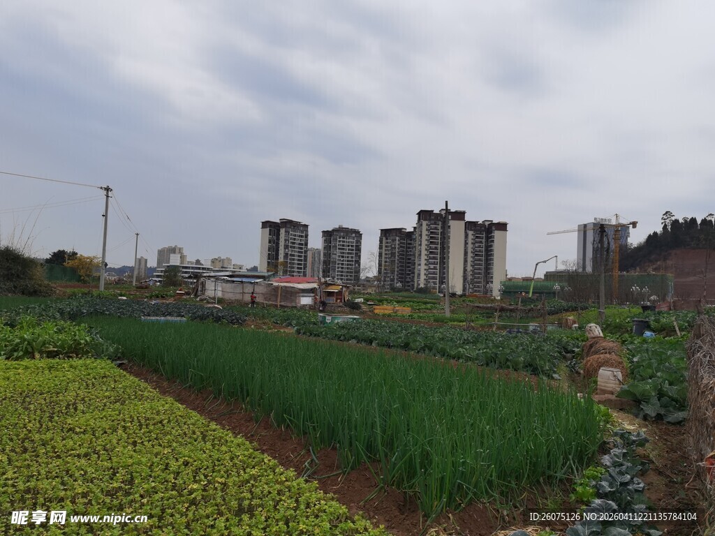 城郊田园与高楼相映景
