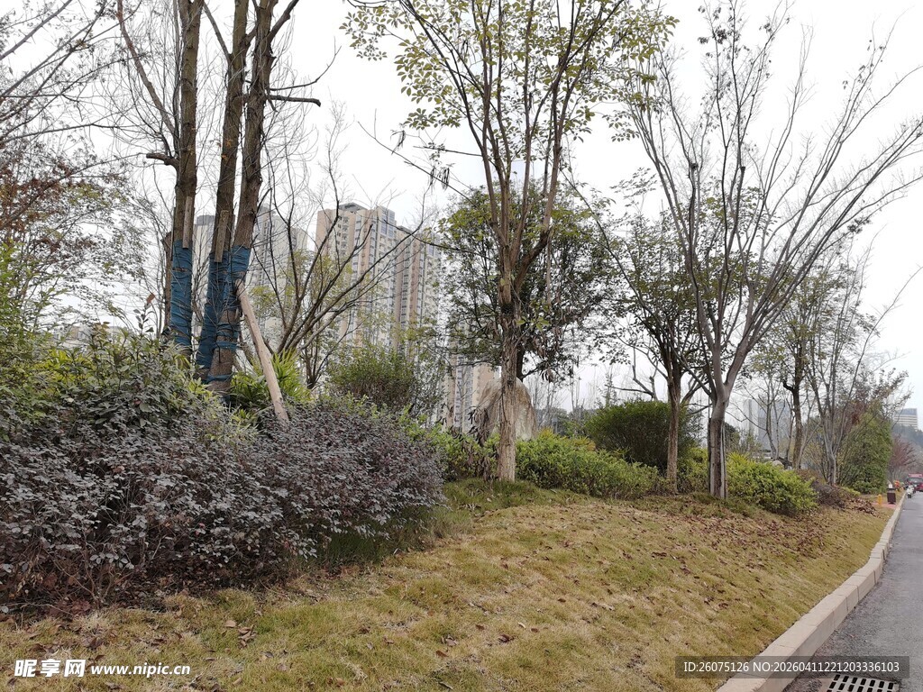 城市路边的树木与绿植景观