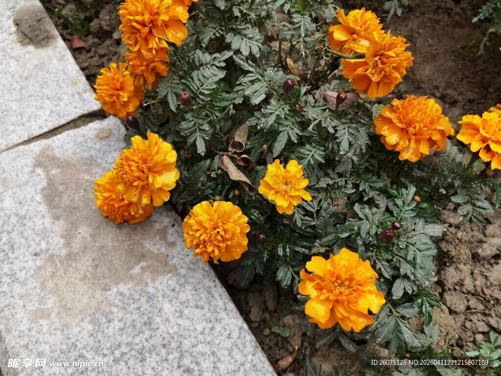 石边绽放的鲜艳橙色万寿菊