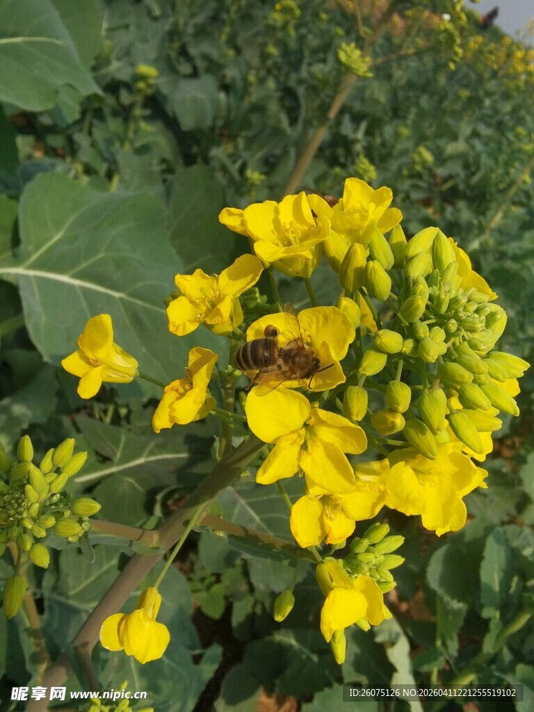 油菜花上的蜜蜂