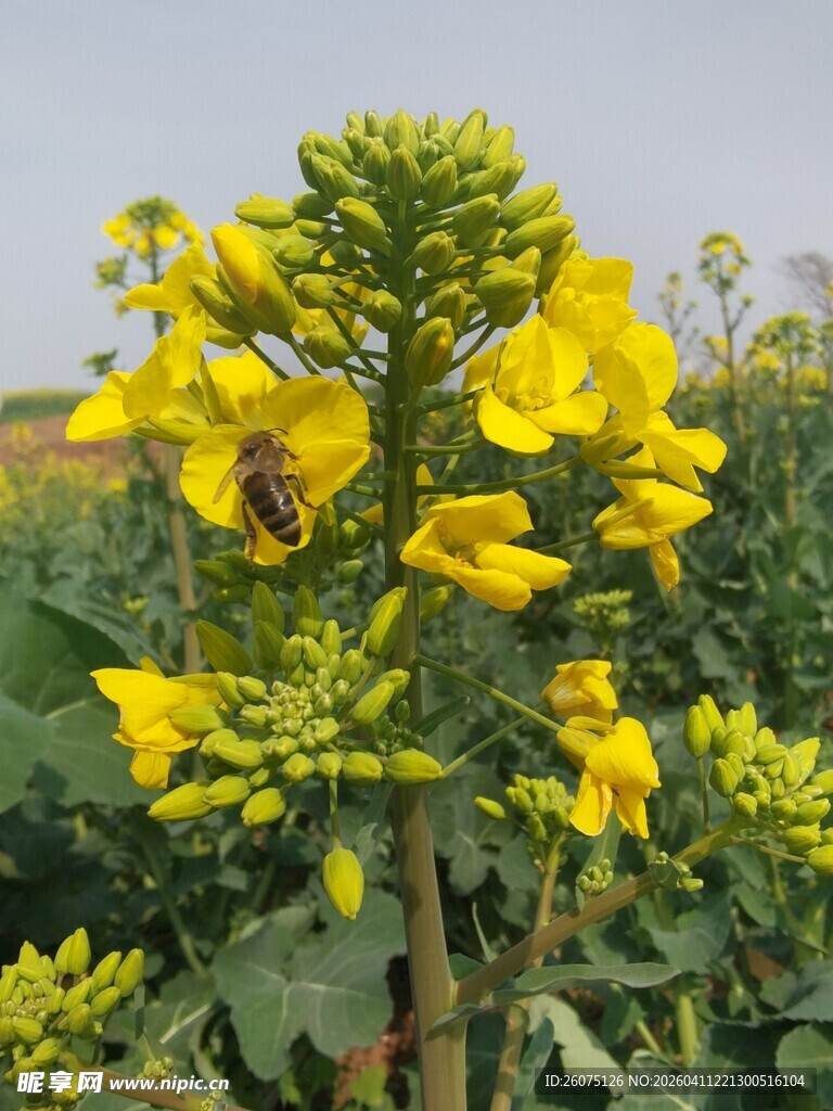 蜜蜂采蜜于金黄花丛中