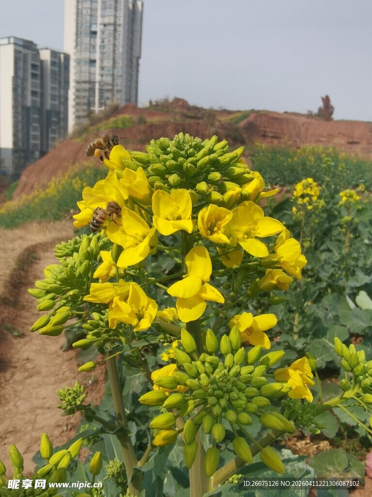 城市边绽放的明艳油菜花