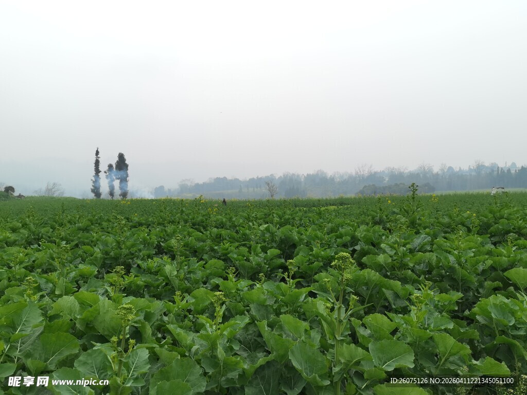田野中的绿色作物与人
