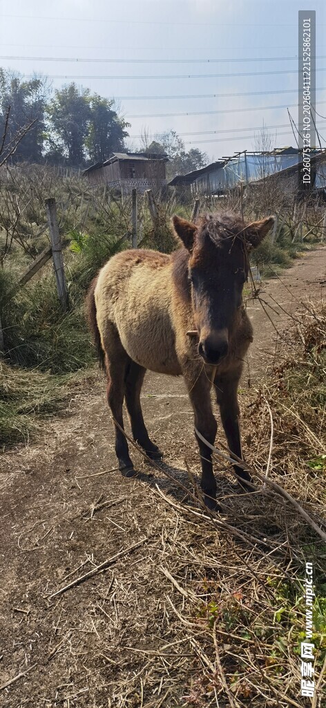 田野中的一匹棕色骏马