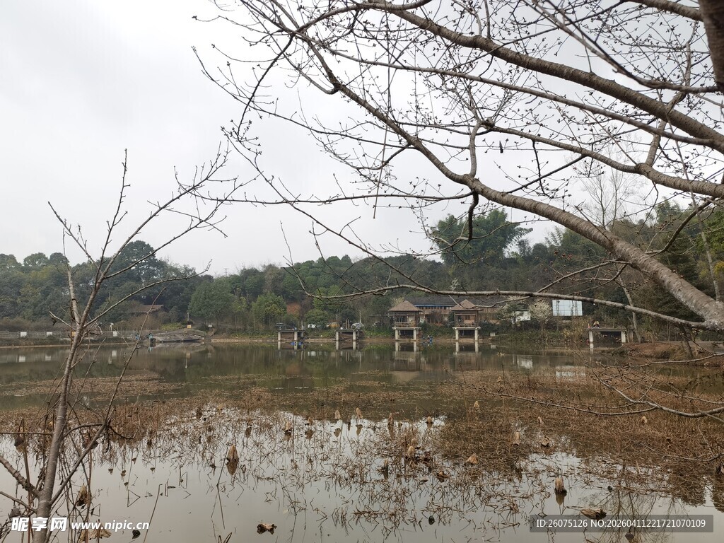 湿地景观水域与树木相依